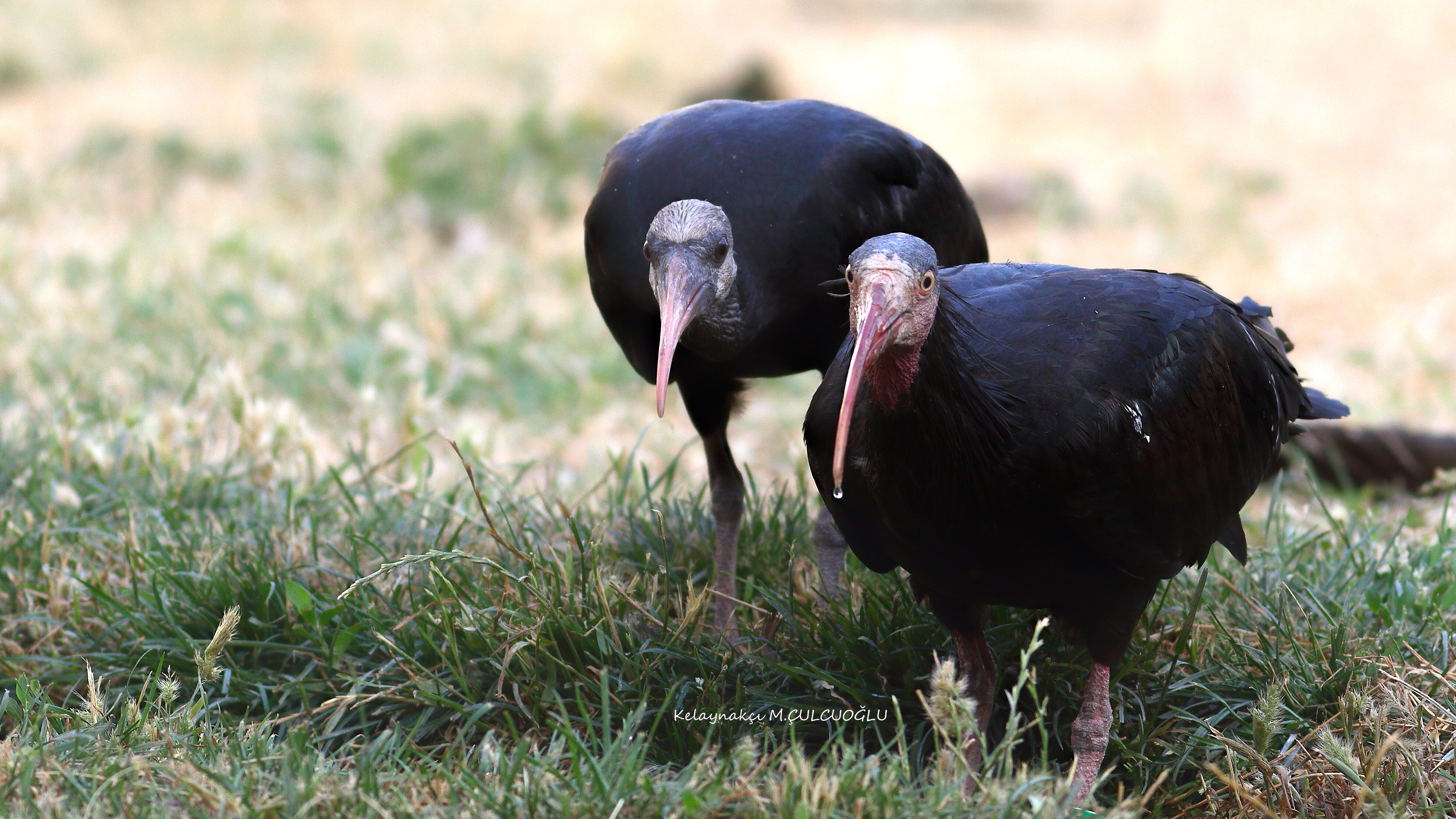 Northern Bald Ibis